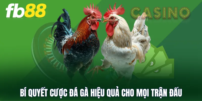 Bí quyết cược đá gà hiệu quả cho mọi trận đấu