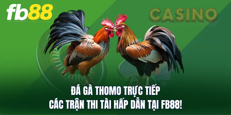 Đá Gà Thomo Trực Tiếp - Các Trận Thi Tài Hấp Dẫn Tại FB88!