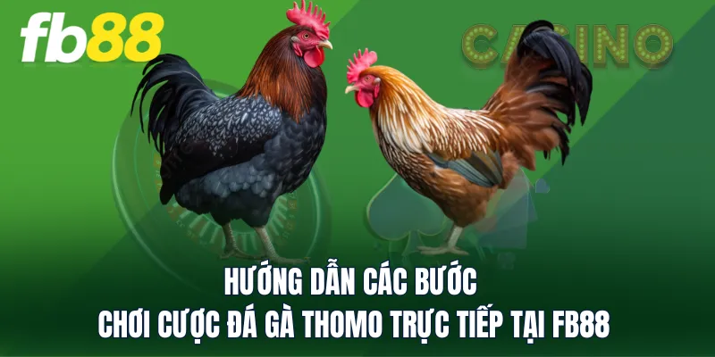 Hướng dẫn các bước chơi cược đá gà Thomo trực tiếp tại FB88