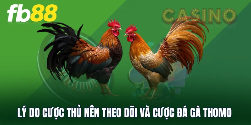 Lý do cược thủ nên theo dõi và cược đá gà Thomo 