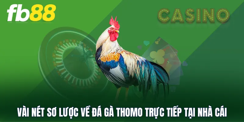 Vài nét sơ lược về đá gà Thomo trực tiếp tại nhà cái